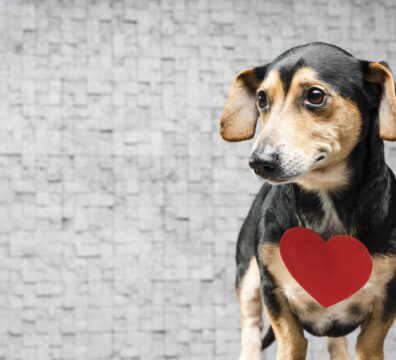 adorable-little-dog-with-copy-space