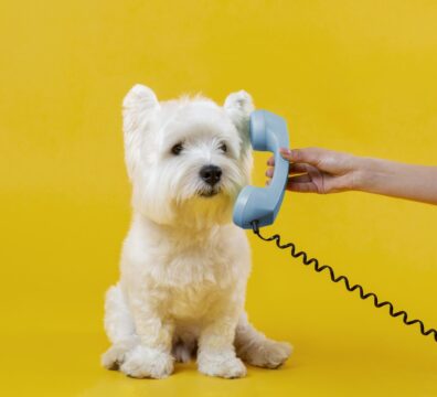 cute-little-dog-isolated-yellow