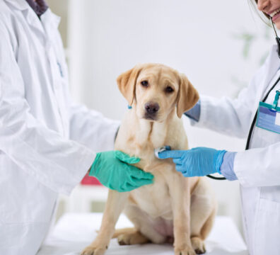 medicina-veterinaria