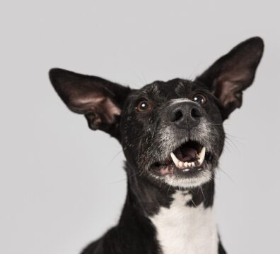 purebred-dog-being-cute-studio