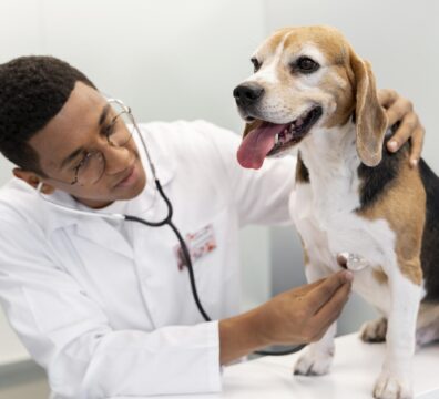 veterinarian-checking-dog-medium-shot