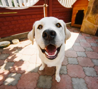 dog-with-deep-yellow-eyes-stands-chain_8353-608