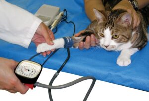 Hipertensão arterial sistêmica felina