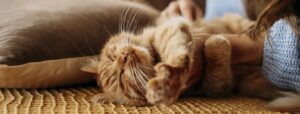 O que é betaglucana: chave para regular a imunidade dos pets