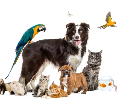 group-pets-posing-around-border-collie-dog-cat-ferret-rabbit-bird-fish-rodent_191971-22249