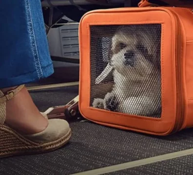 transporte de pets