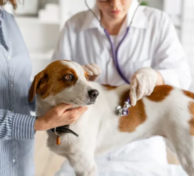 cachorro-e-dono-na-veterinária