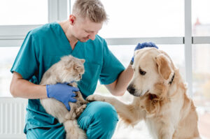 Verminoses em cães e gatos: tratamento e prevenção