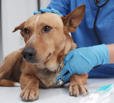 the-veterinarian-doctor-treating-checking-on-dog-2022-12-01-06-12-17-utc