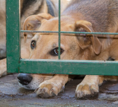crueldade animal