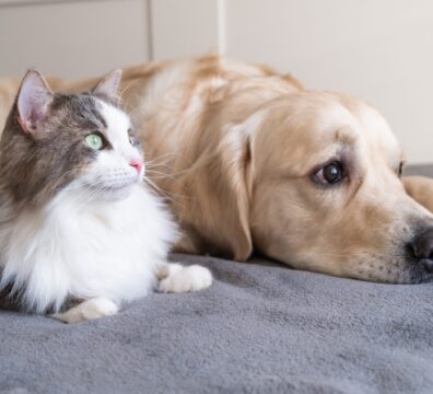 gray-cat-and-dog-golden-retriever-lie-together-on-2022-11-10-18-00-23-utc