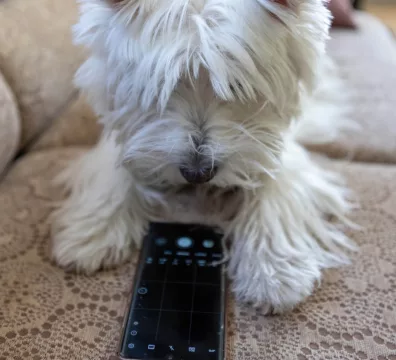 aplicativos para pets