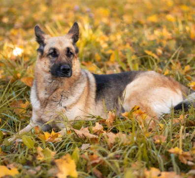 Condroitina para pets