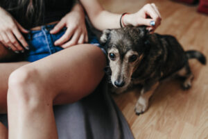 Qual o melhor alimento para o cão idoso?
