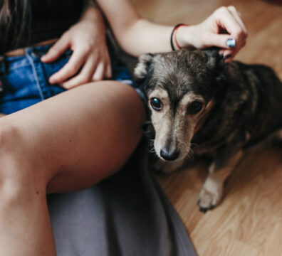 Alimentos para cão idoso