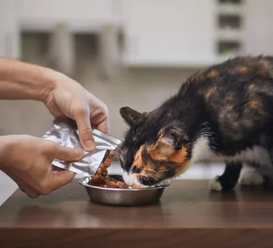 Sachê para gatos