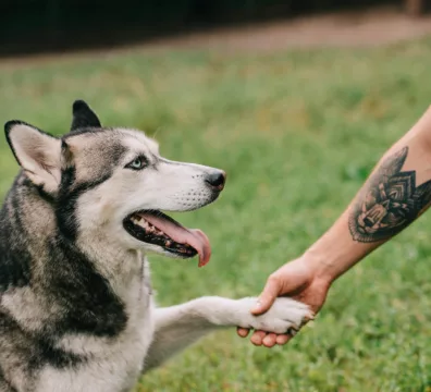 Tatuagem de pets