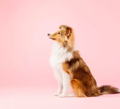 Outubro rosa pet
