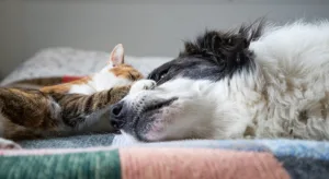 Enteropatia crônica em cães e gatos: como reconhecer e tratar