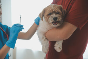 Imunidade está ligada à eficácia da vacina nos pets