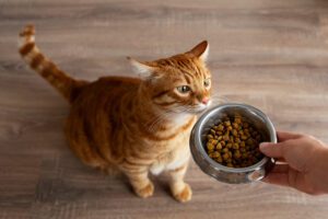 Nutrição funcional para gatos com doenças crônicas