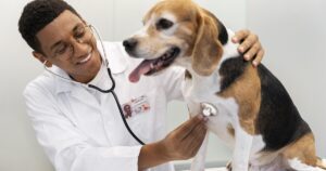 Cuidado nutricional para a saúde cardiovascular de cães e gatos idosos