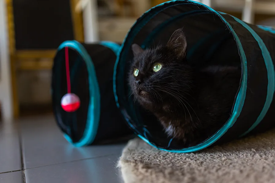 brinquedos para gatos