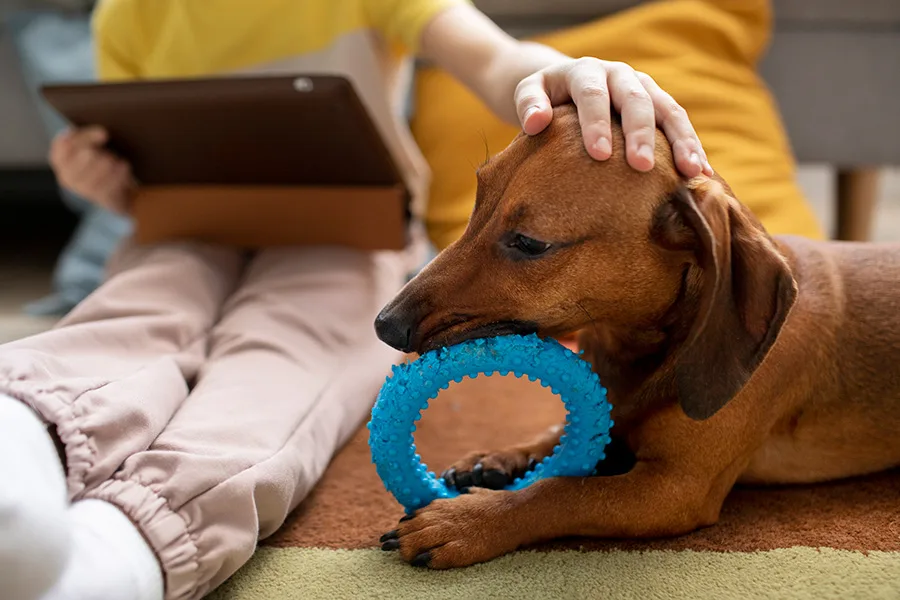 estimule os pets idosos com brinquedos