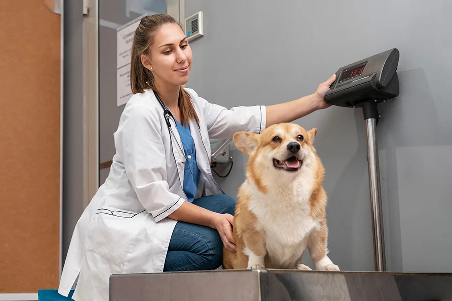 corgi com veterinária