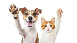 Ômega 3 também é aliado para a saúde dos cães e gatos