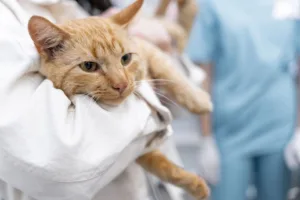 Cuidados com os pets em tratamento oncológico: saiba mais