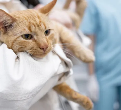 pets-em-tratamento-oncológico
