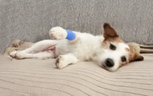Artrose em cachorro: o que é, como cuidar, soluções