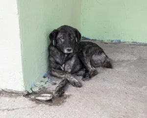 Como oferecer cuidados a animais vítimas de maus-tratos e o papel de NUXCELL na recuperação
