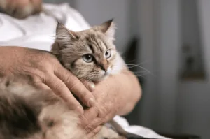 Conheça os nutrientes essenciais para gatos