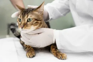 Fiv em gatos: tem cura? Conheça mais sobre a doença
