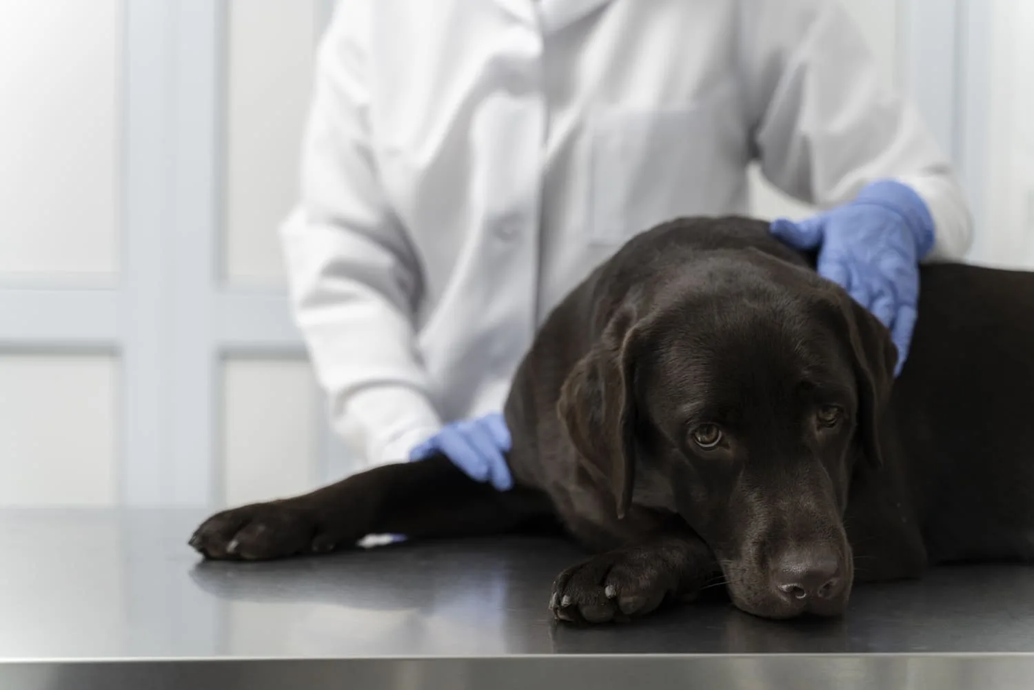 insuficiencia-renal-em-cachorros