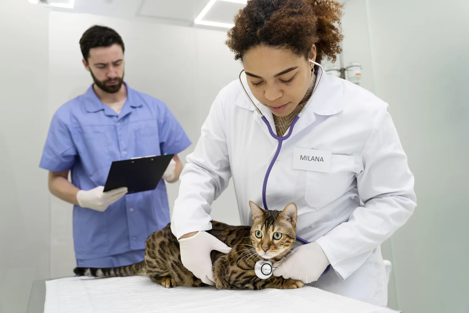 medicina-veterinária