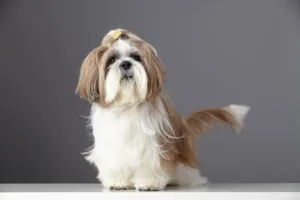 Como a suplementação pode auxiliar na pele e pêlo dos pets