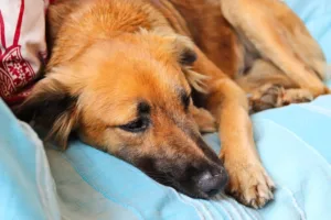 Piometra canina: causas e como prevenir
