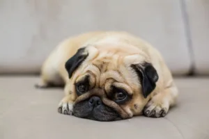 piometra-canina