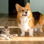 translocação bacteriana em cães