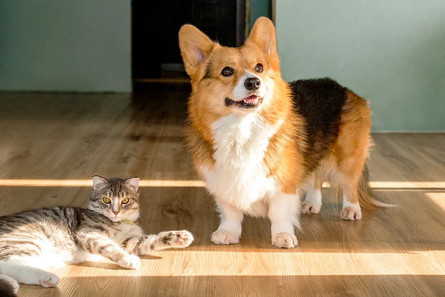 translocação bacteriana em cães