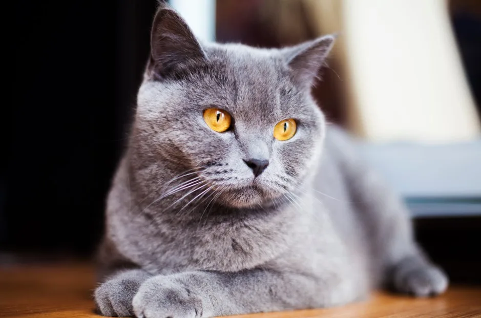 Ufape Hospital Veterinário - gato de pelo curto inglês de olhos amarelos deitado em um chão de taco - GS2 MKT - Freepik