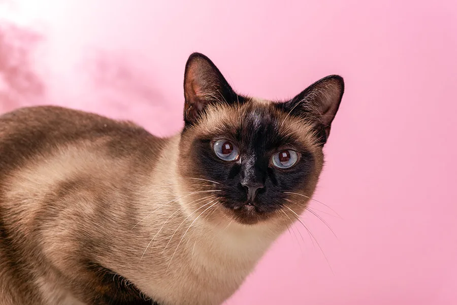 cuidados com translocação bacteriana em cães e gatos