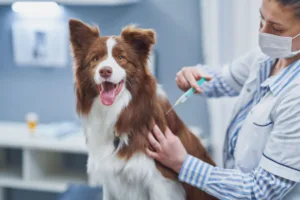 Calendário de vacinação pet: principais vacinas