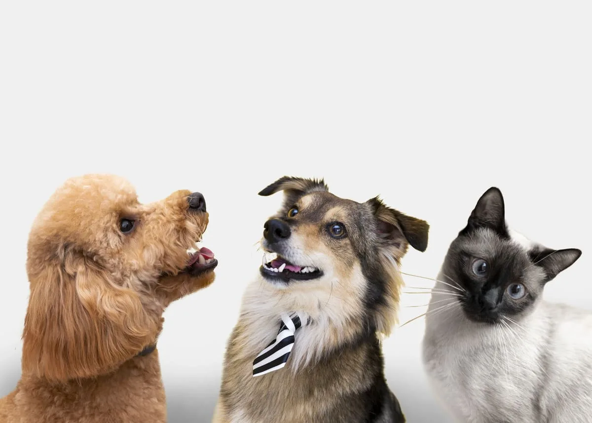 como-cães-e-gatos-enxergam