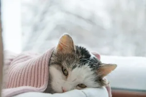Gripe em pets: recomendações de cuidados para prevenir