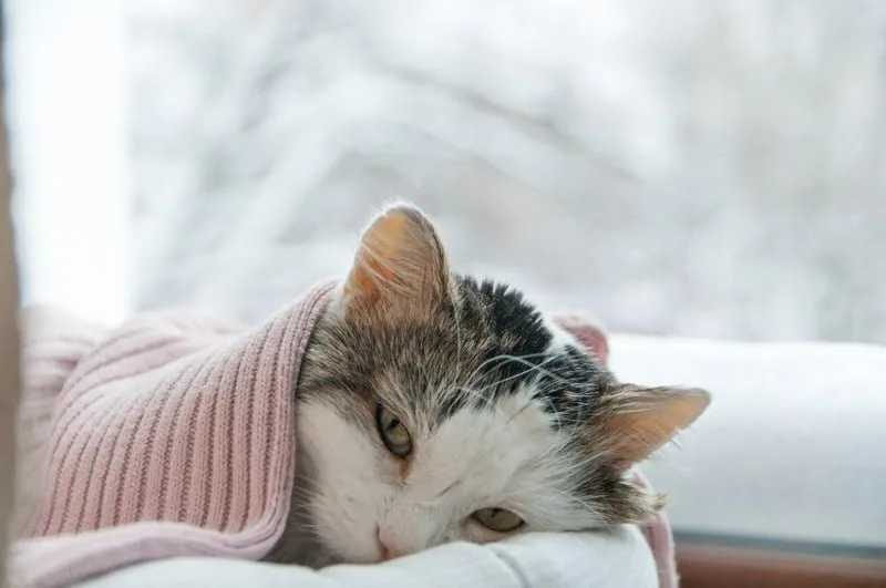 gripe-em-pets-cuidado