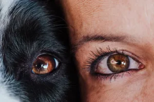 Como cães e gatos enxergam o mundo?